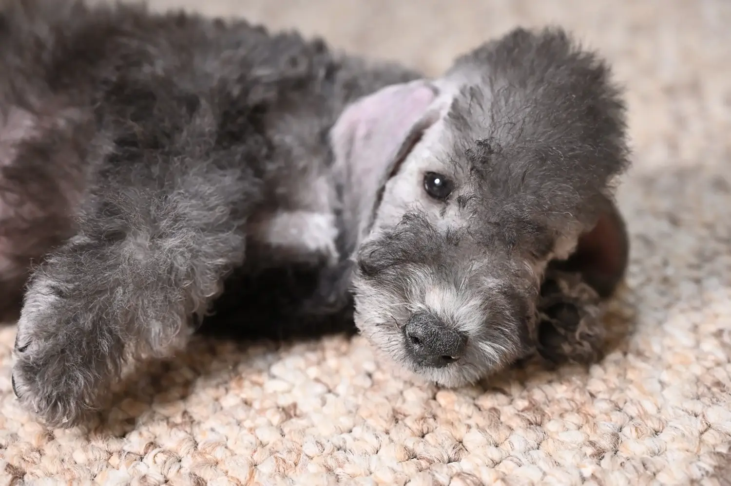 Buying a Bedlington Terrier puppy means taking responsibility! Buy Bedlington Terrier puppies.
