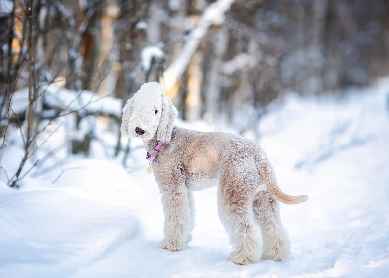 Buying a Bedlington Terrier puppy means taking responsibility! Buy Bedlington Terrier puppies.