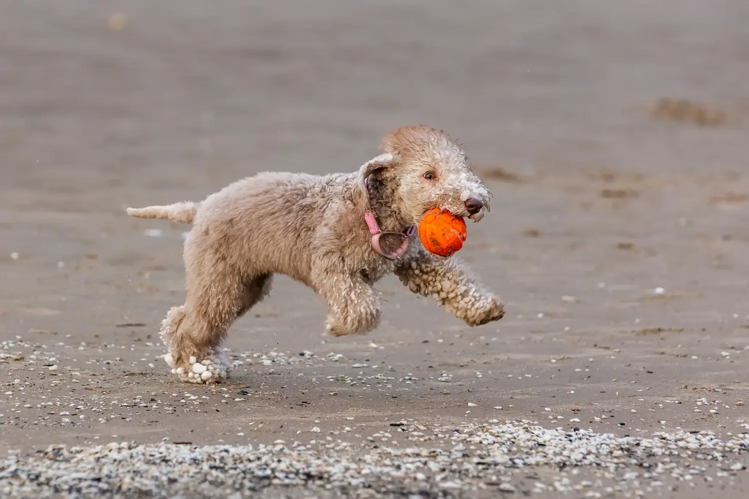 Buying a Bedlington Terrier puppy means taking responsibility! Buy Bedlington Terrier puppies.