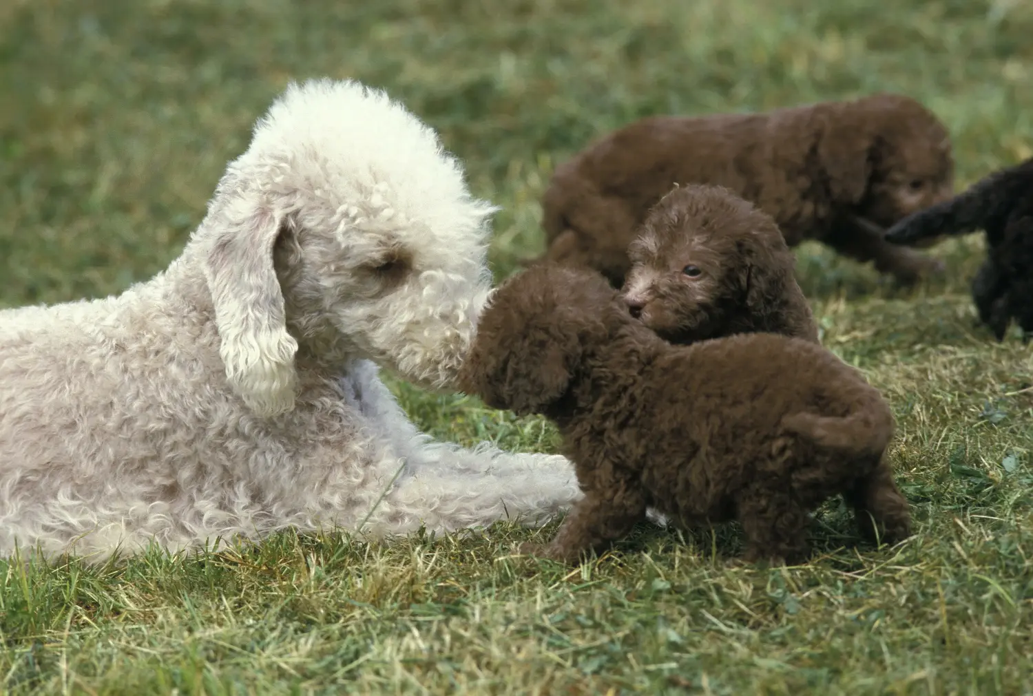 Buying a Bedlington Terrier puppy means taking responsibility! Buy Bedlington Terrier puppies.