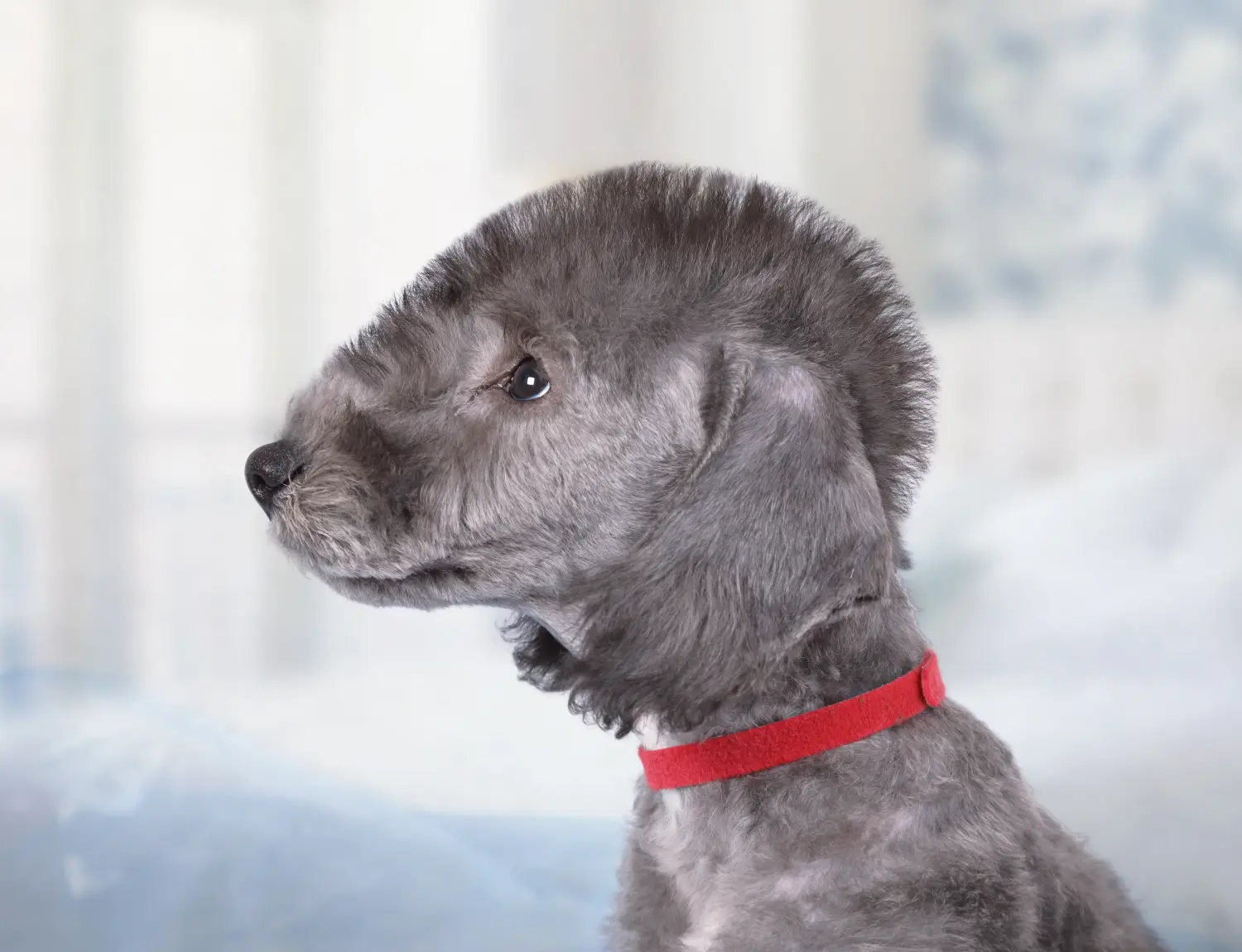 Buying a Bedlington Terrier puppy means taking responsibility! Buy Bedlington Terrier puppies.
