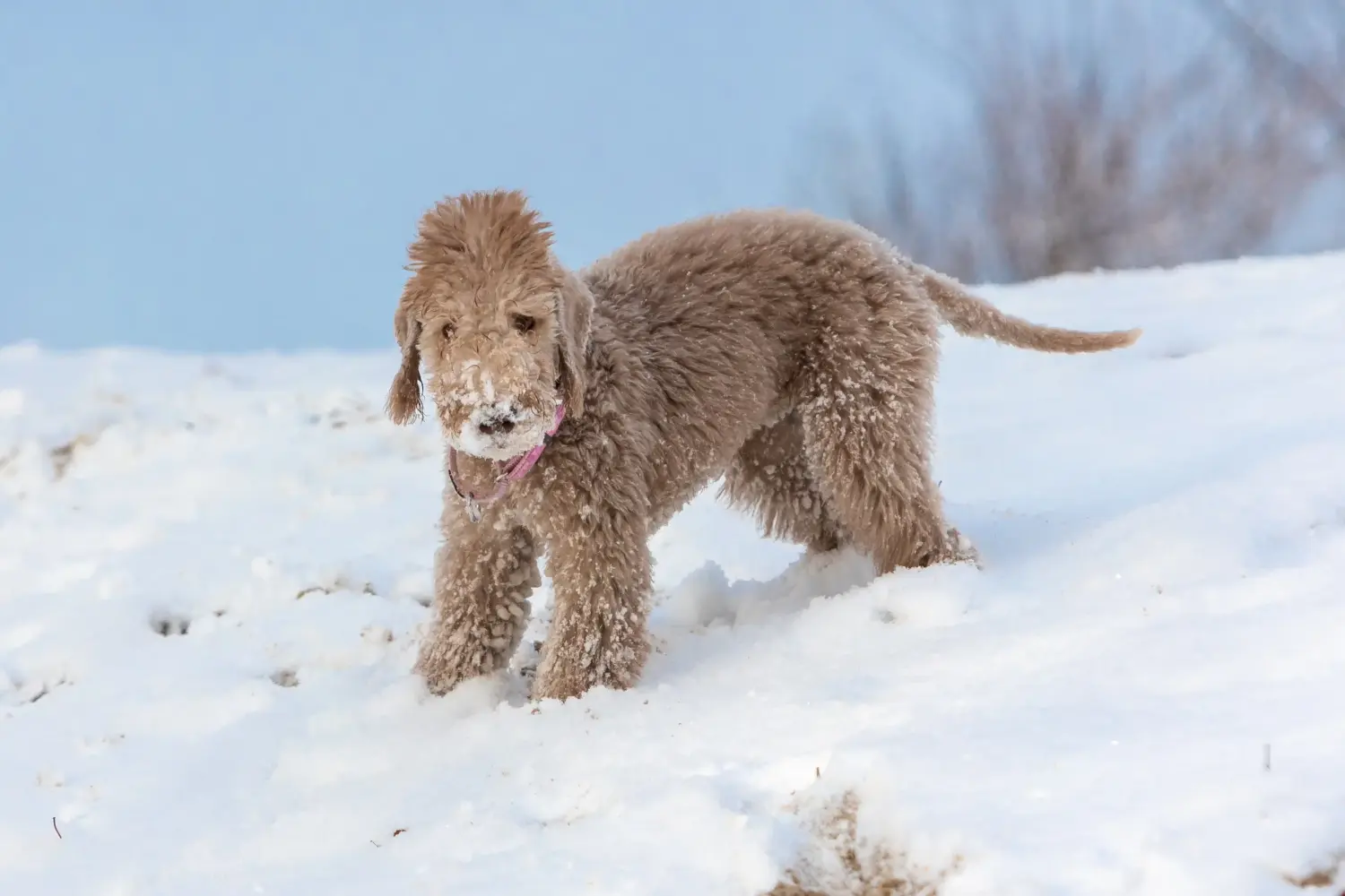 Buying a Bedlington Terrier puppy means taking responsibility! Buy Bedlington Terrier puppies.