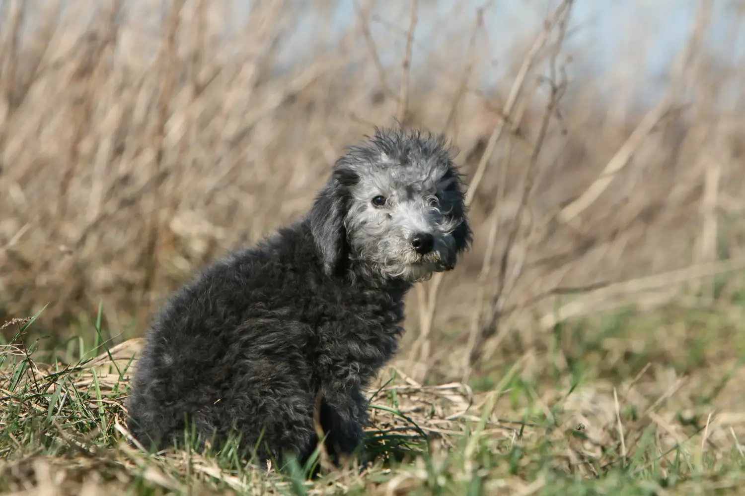 Buying a Bedlington Terrier puppy means taking responsibility! Buy Bedlington Terrier puppies.