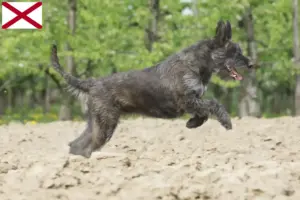 Read more about the article Berger de Picardie breeders and puppies in Alabama