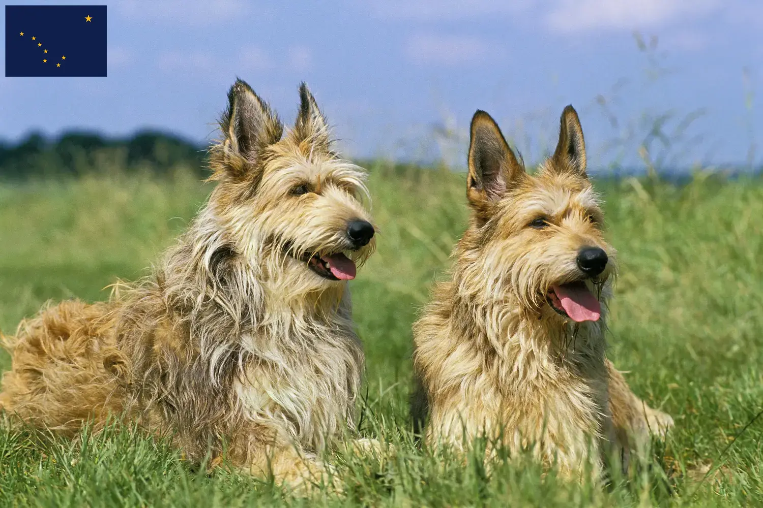 Berger de Picardie puppies and breeders Alaska Here you can find Berger de Picardies breeders in Alaska.