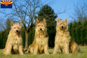 Read more about the article Berger de Picardie breeders and puppies in Arizona
