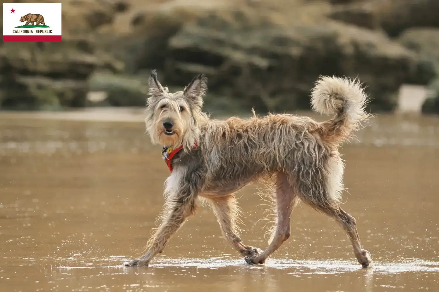 Berger de Picardie puppies and breeders California Here you can find Berger de Picardies breeders in California.