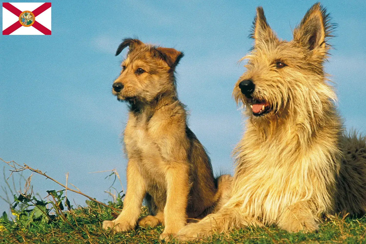 Berger de Picardie puppies and breeders Florida Here you can find Berger de Picardies breeders in Florida.