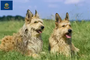 Read more about the article Berger de Picardie breeders and puppies in Idaho