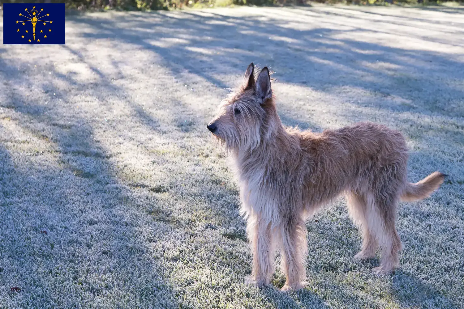 Berger de Picardie puppies and breeders Indiana Here you can find Berger de Picardies breeders in Indiana.