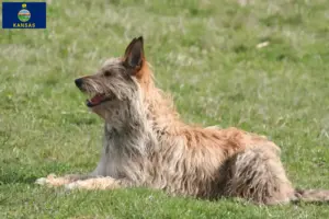 Read more about the article Berger de Picardie breeders and puppies in Kansas