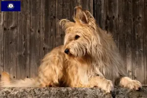 Read more about the article Berger de Picardie breeders and puppies in Kentucky