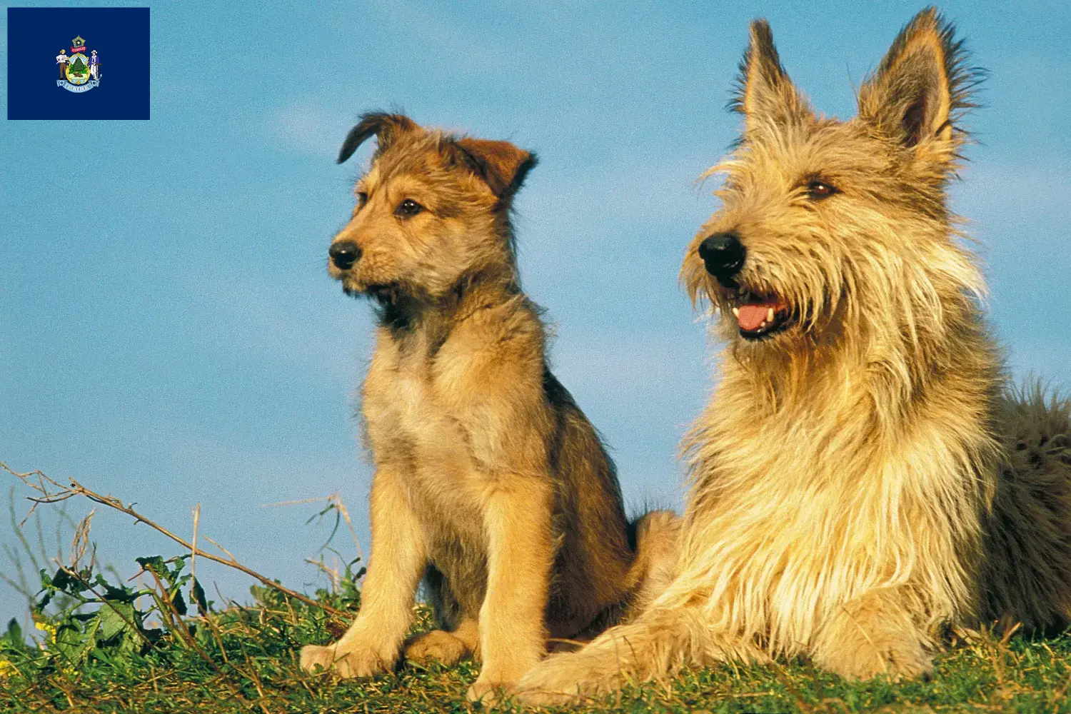 Berger de Picardie puppies and breeders Maine Here you can find Berger de Picardies breeders in Maine.