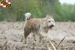 Read more about the article Berger de Picardie breeders and puppies in Maryland