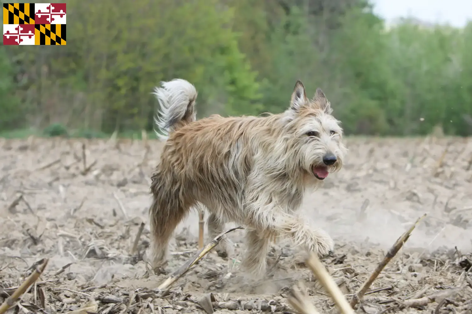 Berger de Picardie puppies and breeders Maryland Here you can find Berger de Picardies breeders in Maryland.