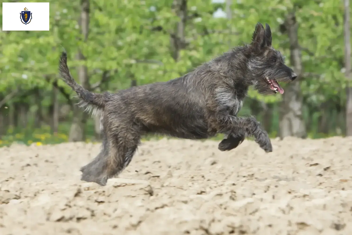 Berger de Picardie puppies and breeders Massachusetts Here you can find Berger de Picardies breeders in Massachusetts.