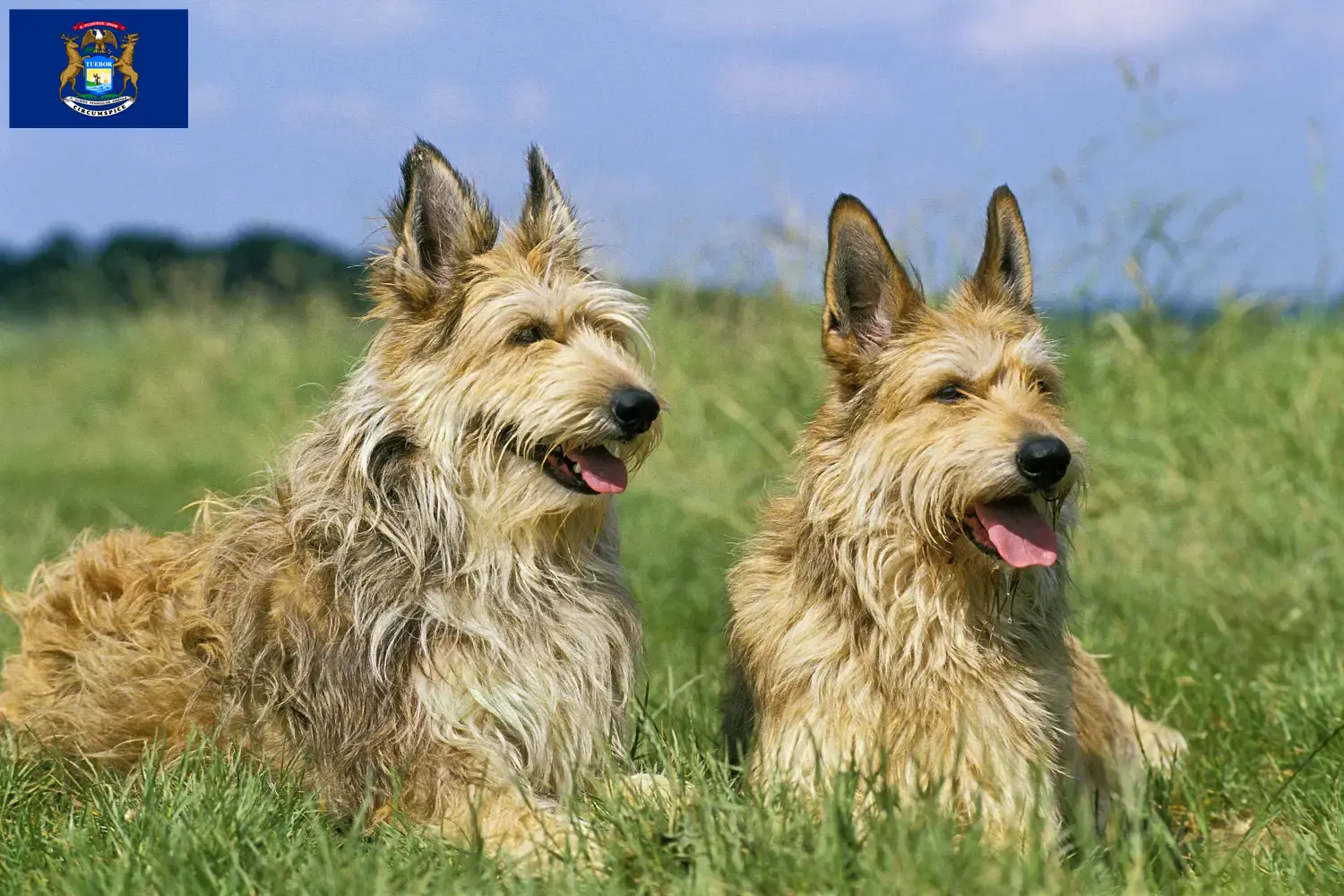 Berger de Picardie puppies and breeders Michigan Here you can find Berger de Picardies breeders in Michigan.
