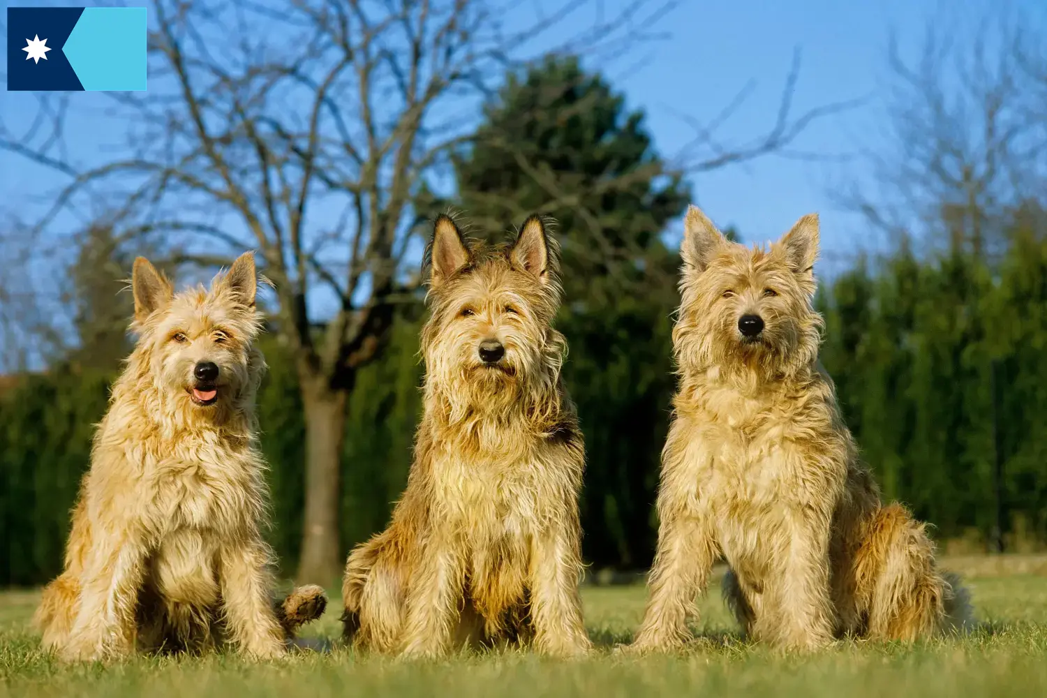 Read more about the article Berger de Picardie breeders and puppies in Minnesota