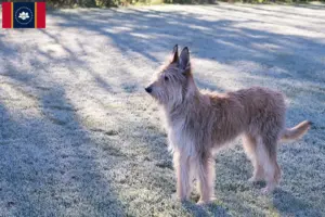 Read more about the article Berger de Picardie breeders and puppies in Mississippi
