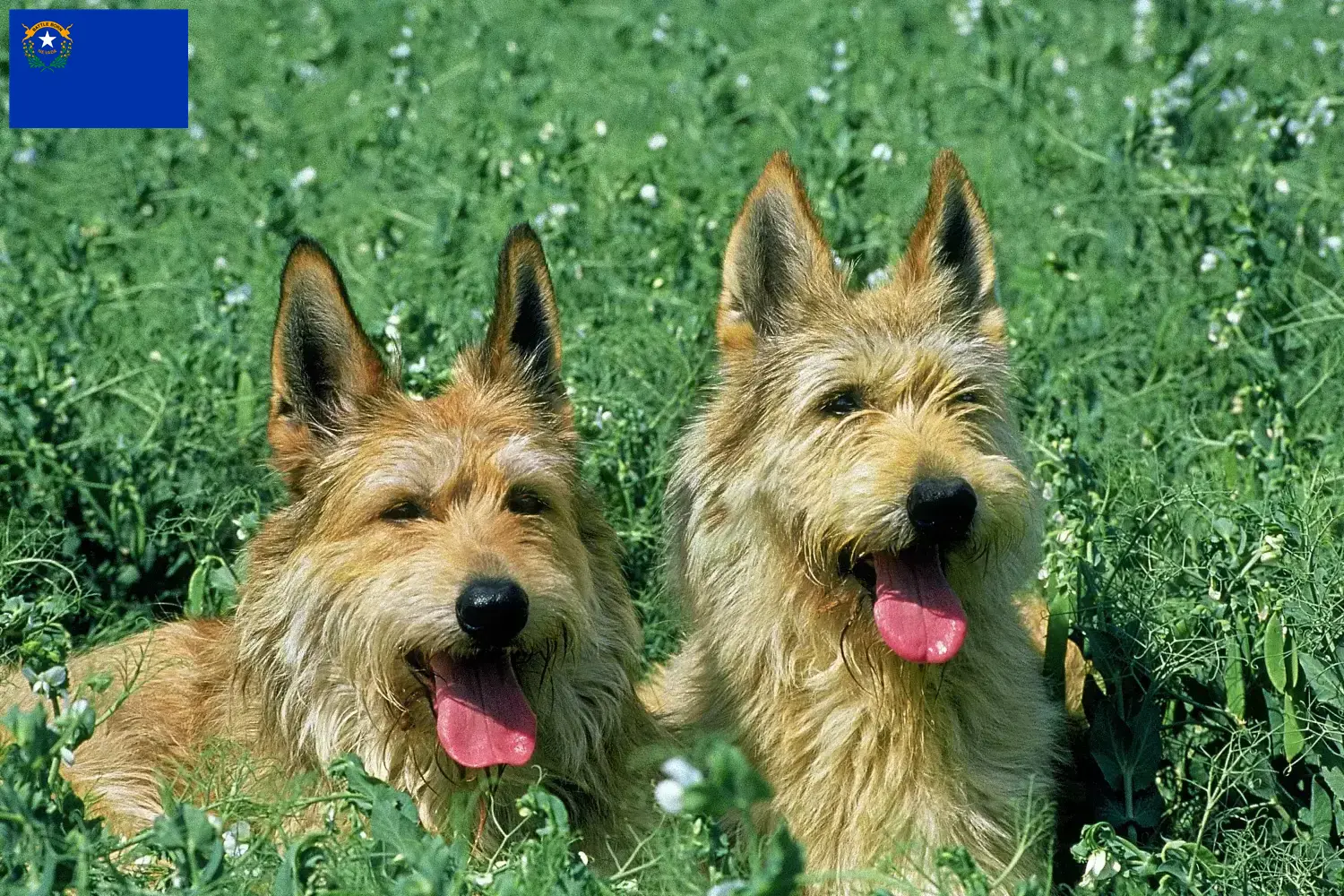 Read more about the article Berger de Picardie breeders and puppies in Nevada
