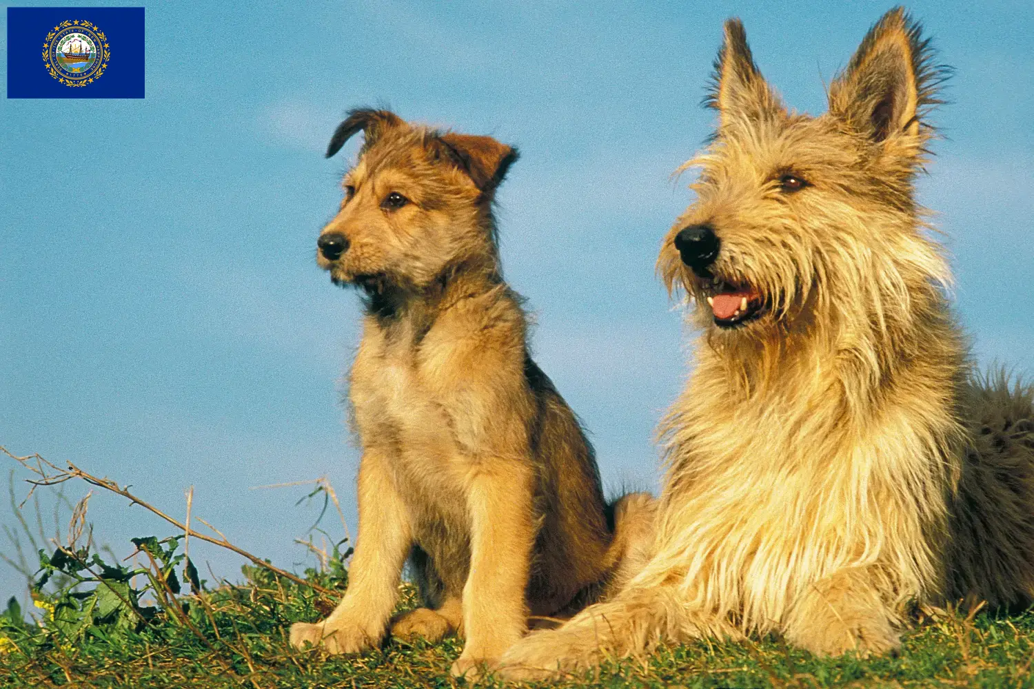 Berger de Picardie puppies and breeders New Hampshire Here you can find Berger de Picardies breeders in New Hampshire.