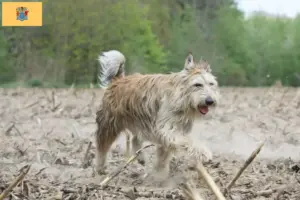 Read more about the article Berger de Picardie breeders and puppies in New Jersey