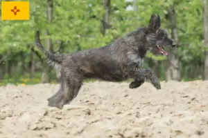 Read more about the article Berger de Picardie breeders and puppies in New Mexico