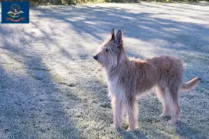 Read more about the article Berger de Picardie breeders and puppies in North Dakota
