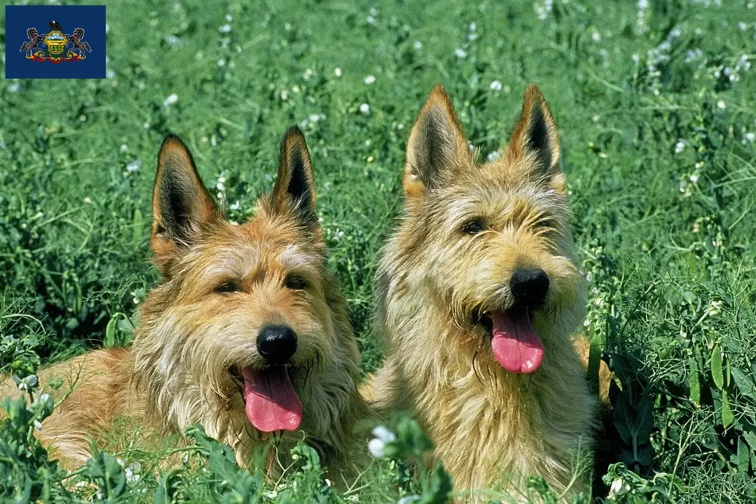 Berger de Picardie puppies and breeders Pennsylvania Here you can find Berger de Picardies breeders in Pennsylvania.