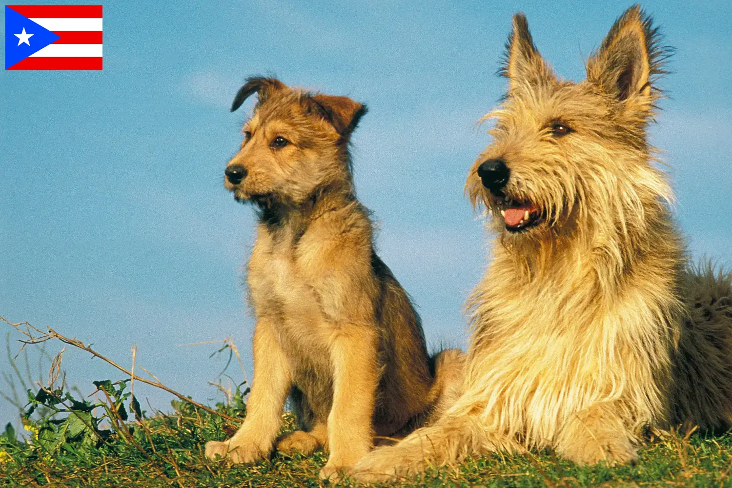 Read more about the article Berger de Picardie breeders and puppies in Puerto Rico