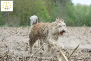 Read more about the article Berger de Picardie breeders and puppies in Rhode Island