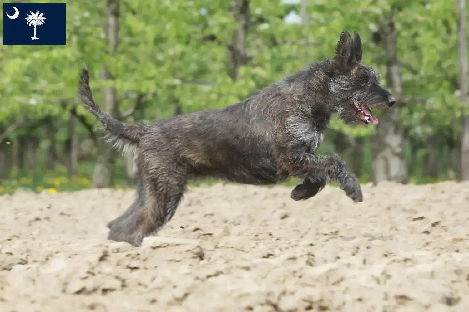 Read more about the article Berger de Picardie breeders and puppies in South Carolina