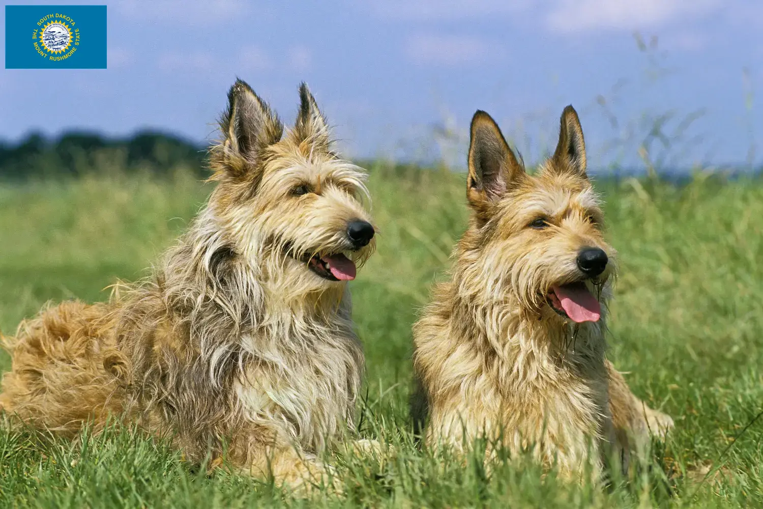 Berger de Picardie puppies and breeders South Dakota Here you can find Berger de Picardies breeders in South Dakota.