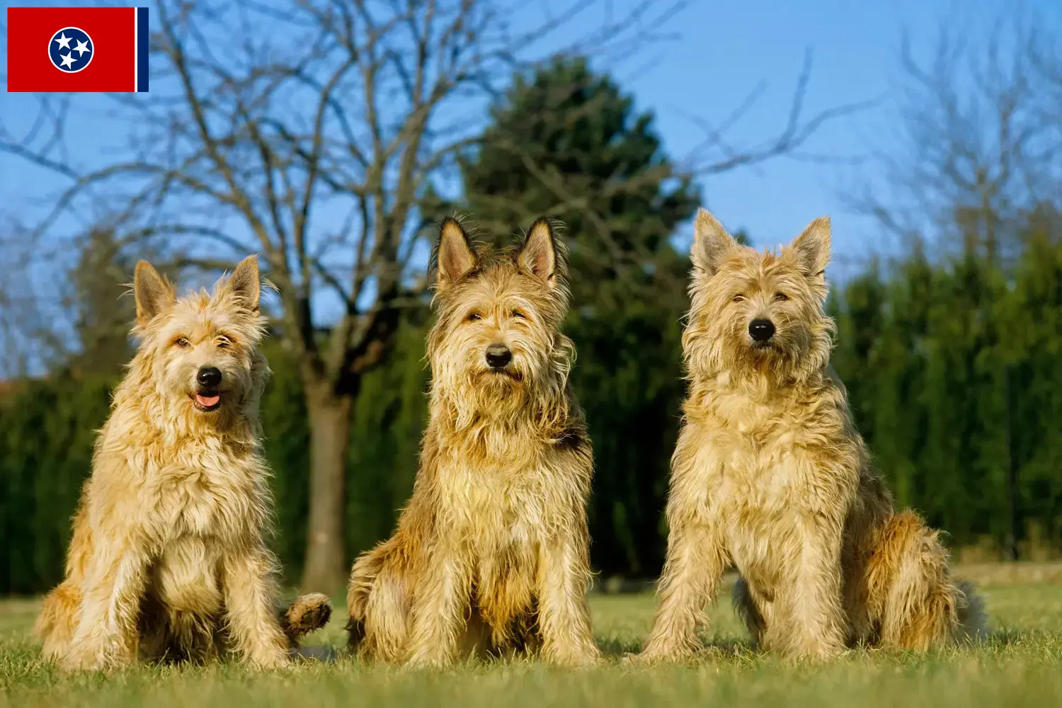Berger de Picardie puppies and breeders Tennessee Here you can find Berger de Picardies breeders in Tennessee.