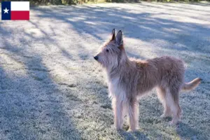 Read more about the article Berger de Picardie breeders and puppies in Texas