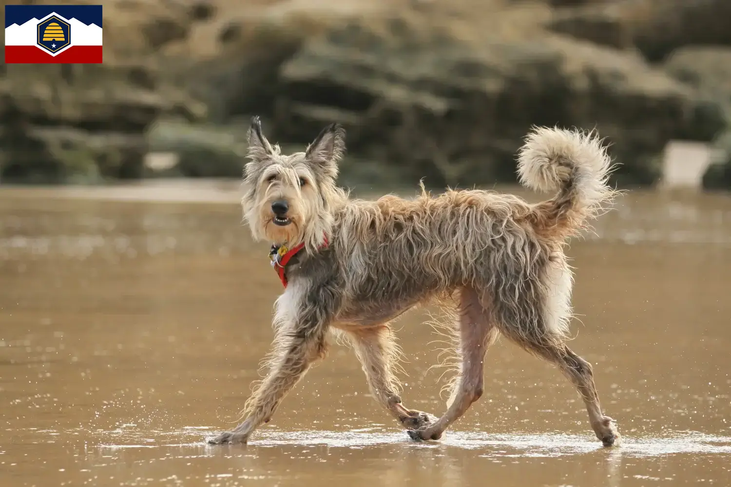 Berger de Picardie puppies and breeders Utah Here you can find Berger de Picardies breeders in Utah.