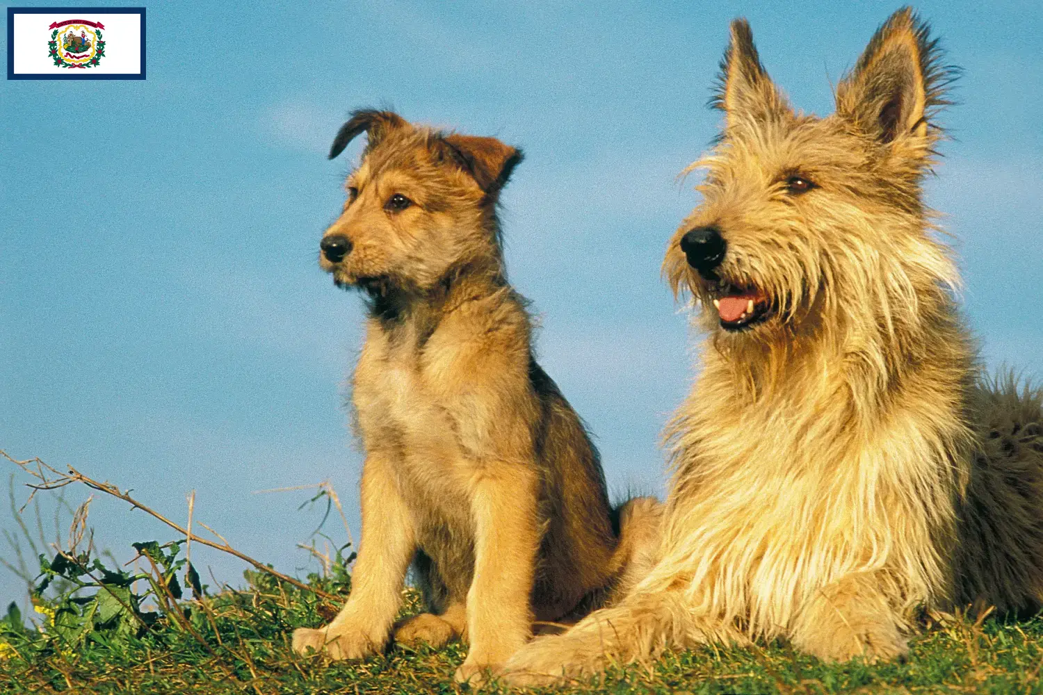 Berger de Picardie puppies and breeders West Virginia Here you can find Berger de Picardies breeders in West Virginia.
