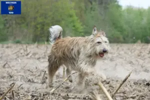 Read more about the article Berger de Picardie breeders and puppies in Wisconsin