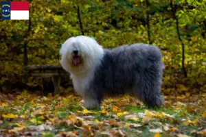 Read more about the article Bobtail breeders and puppies in North Carolina
