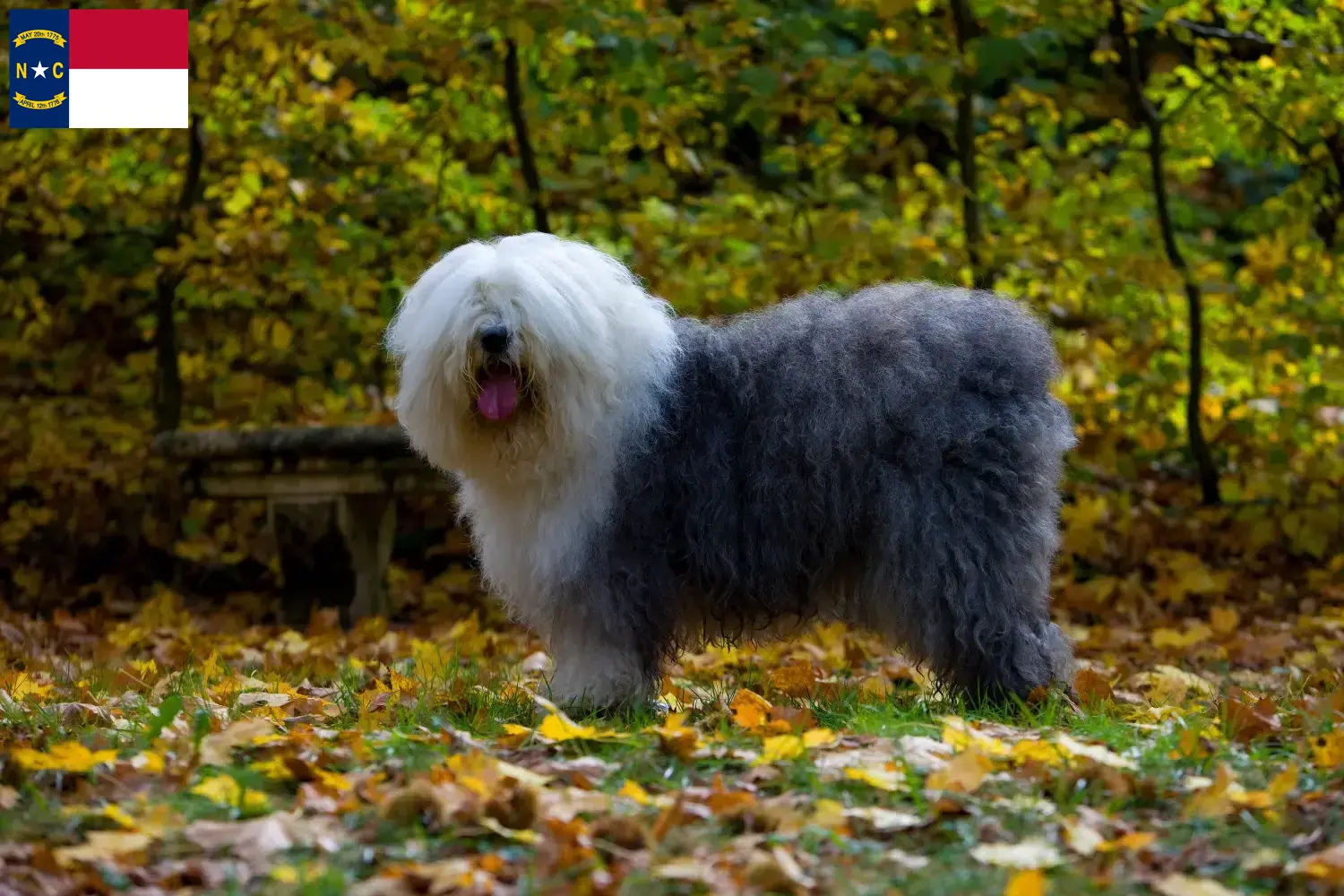 Bobtail puppies and breeders North Carolina Find Bobtails breeders in North Carolina.