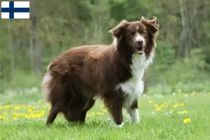 Read more about the article Border Collie breeders and puppies in Finland