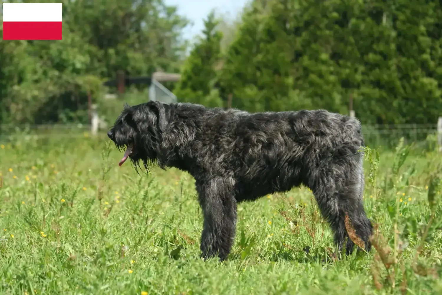 Read more about the article Bouvier des Flandres breeders and puppies in Poland