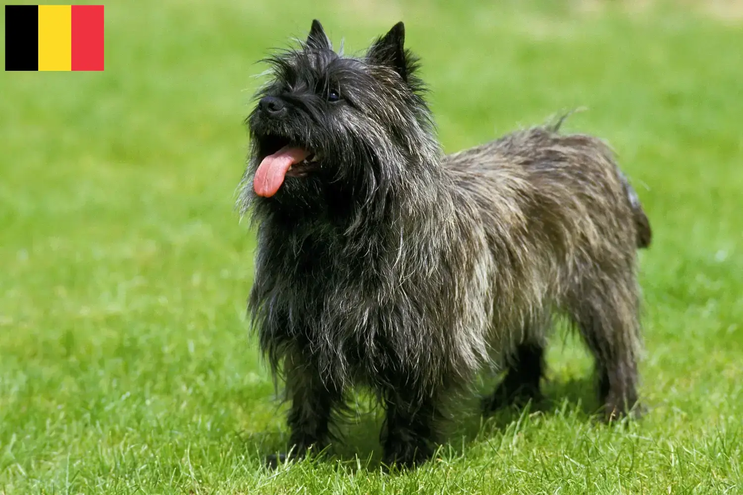 Read more about the article Cairn Terrier breeders and puppies in Belgium