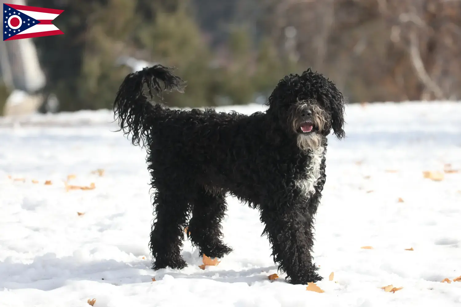 Read more about the article Cão de Agua português breeders and puppies in Ohio