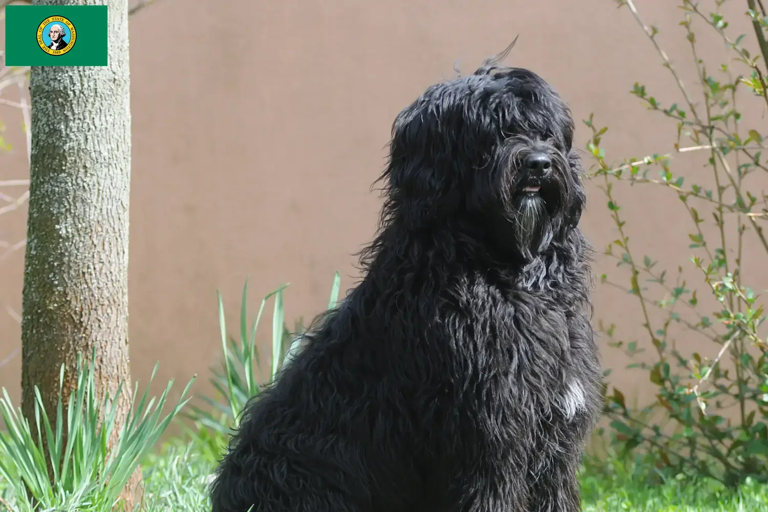 Read more about the article Cão de Agua português breeders and puppies in Washington