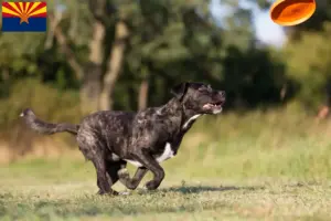 Read more about the article Cão Fila de São Miguel breeders and puppies in Arizona