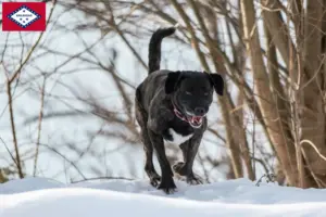 Read more about the article Cão Fila de São Miguel breeders and puppies in Arkansas
