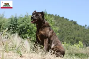 Read more about the article Cão Fila de São Miguel breeders and puppies in California