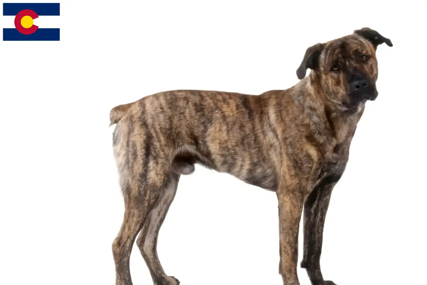 Cão Fila de São Miguel puppies and breeders Colorado Here you can find Cão Fila de São Miguel breeders in Colorado.