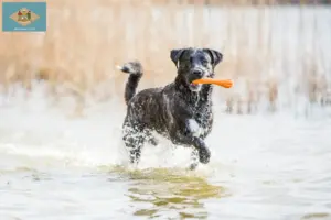 Read more about the article Cão Fila de São Miguel breeders and puppies in Delaware